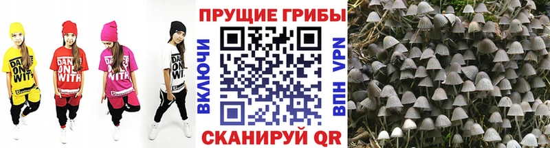 хочу   Бузулук  Псилоцибиновые грибы мицелий 
